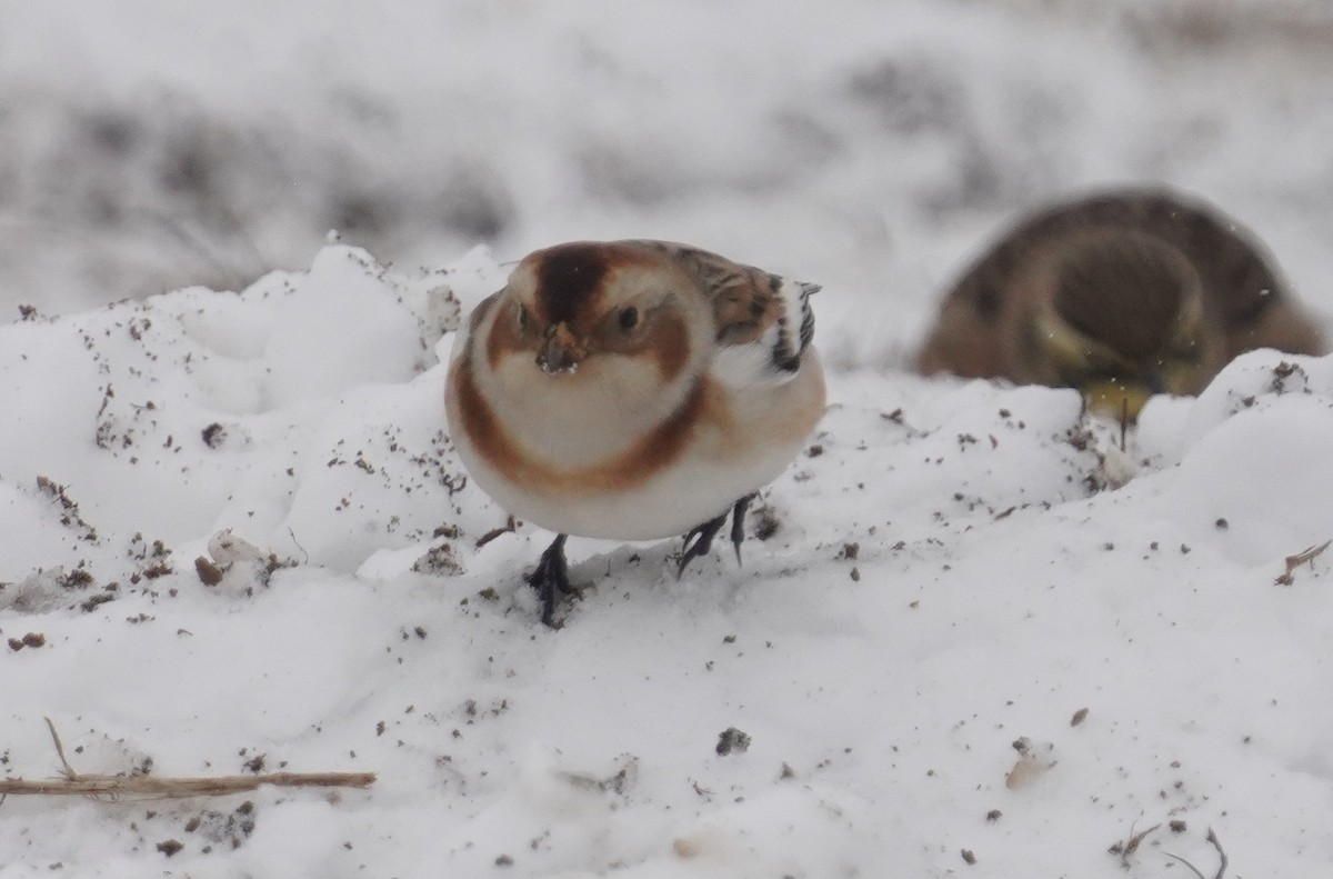 Snow Bunting - ML646298224