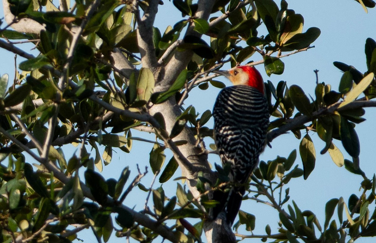 Red-bellied Woodpecker - ML646298226