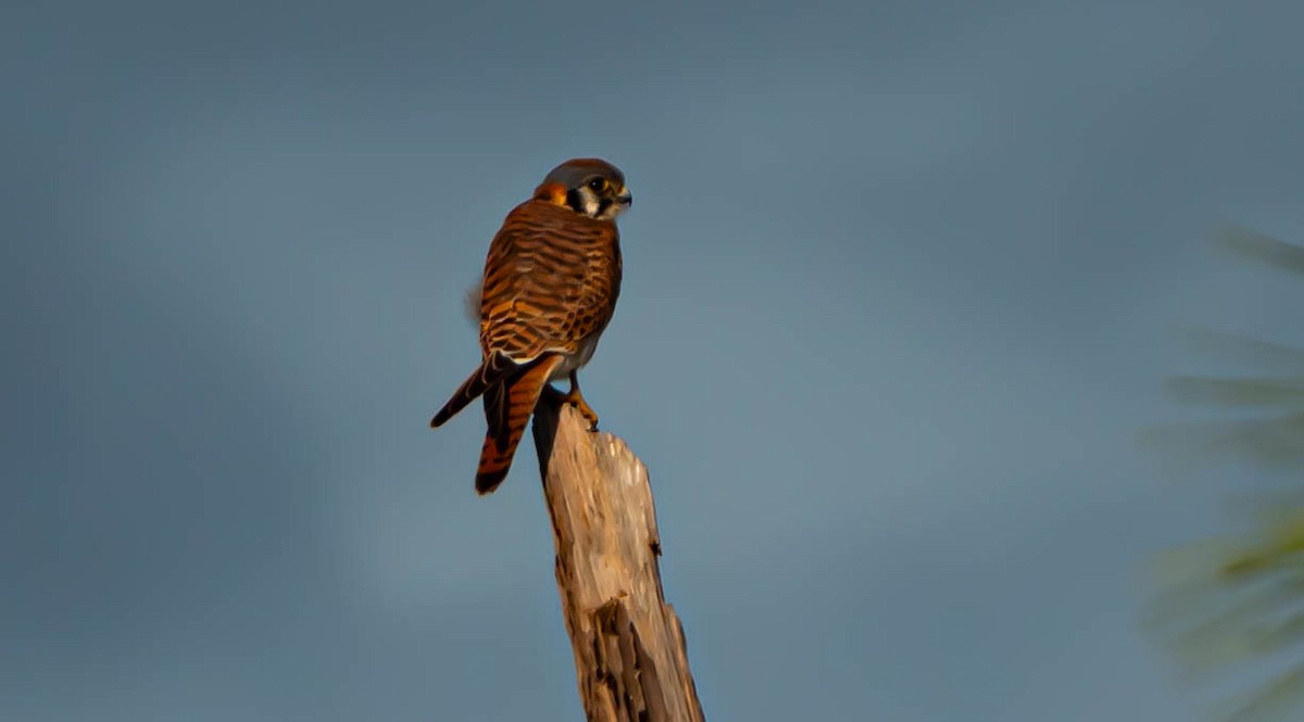 American Kestrel - ML646298230