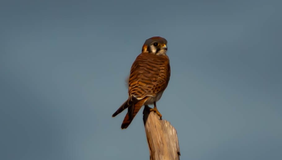 American Kestrel - ML646298231