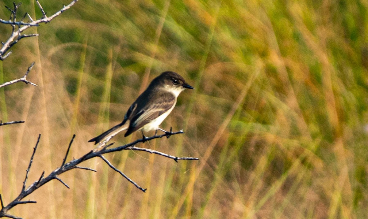 Eastern Phoebe - ML646298234