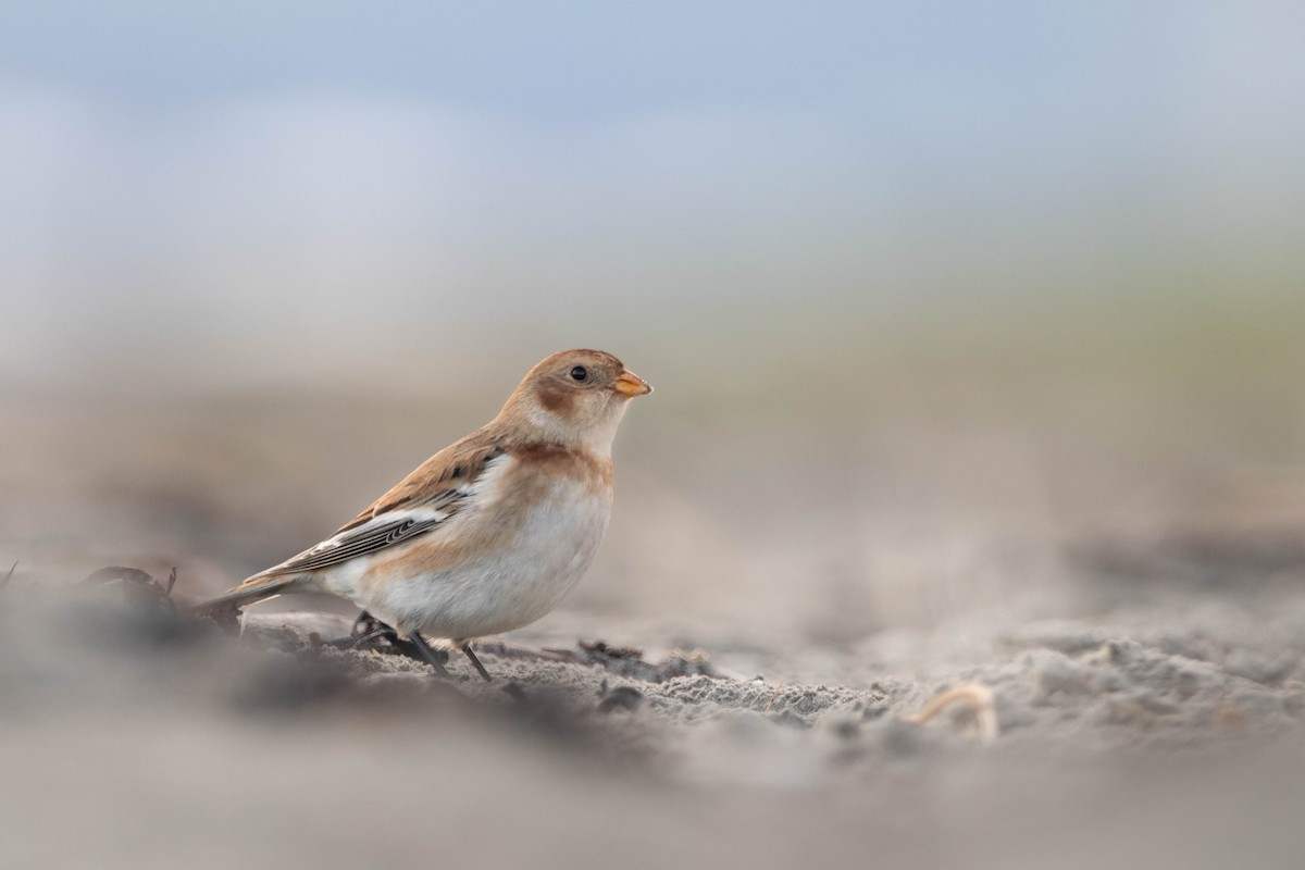 Snow Bunting - ML646298237