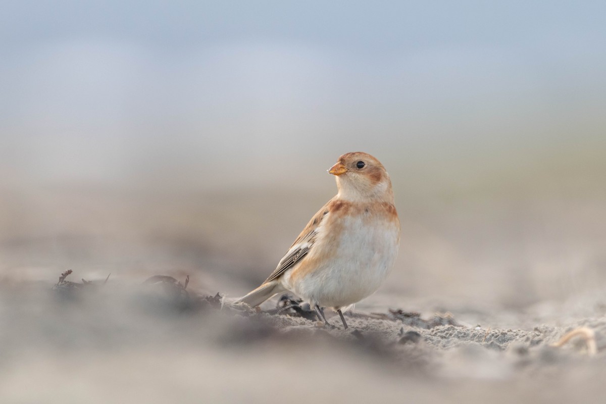 Snow Bunting - ML646298238