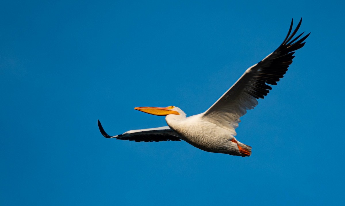 American White Pelican - ML646298239