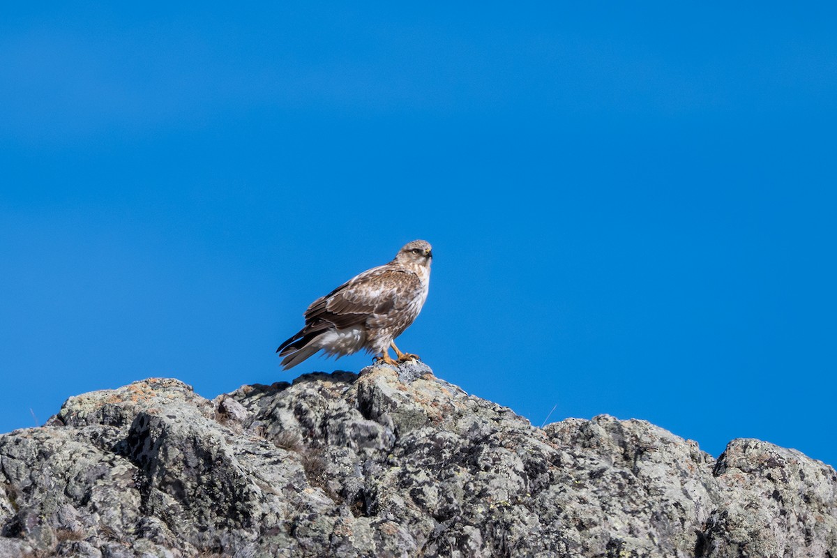 Buse féroce - ML646298241