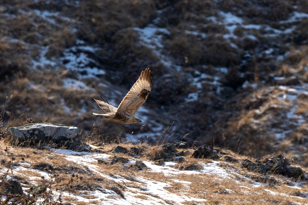 Buse féroce - ML646298242