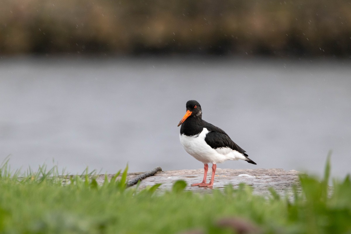 Eurasian Oystercatcher - ML646298247