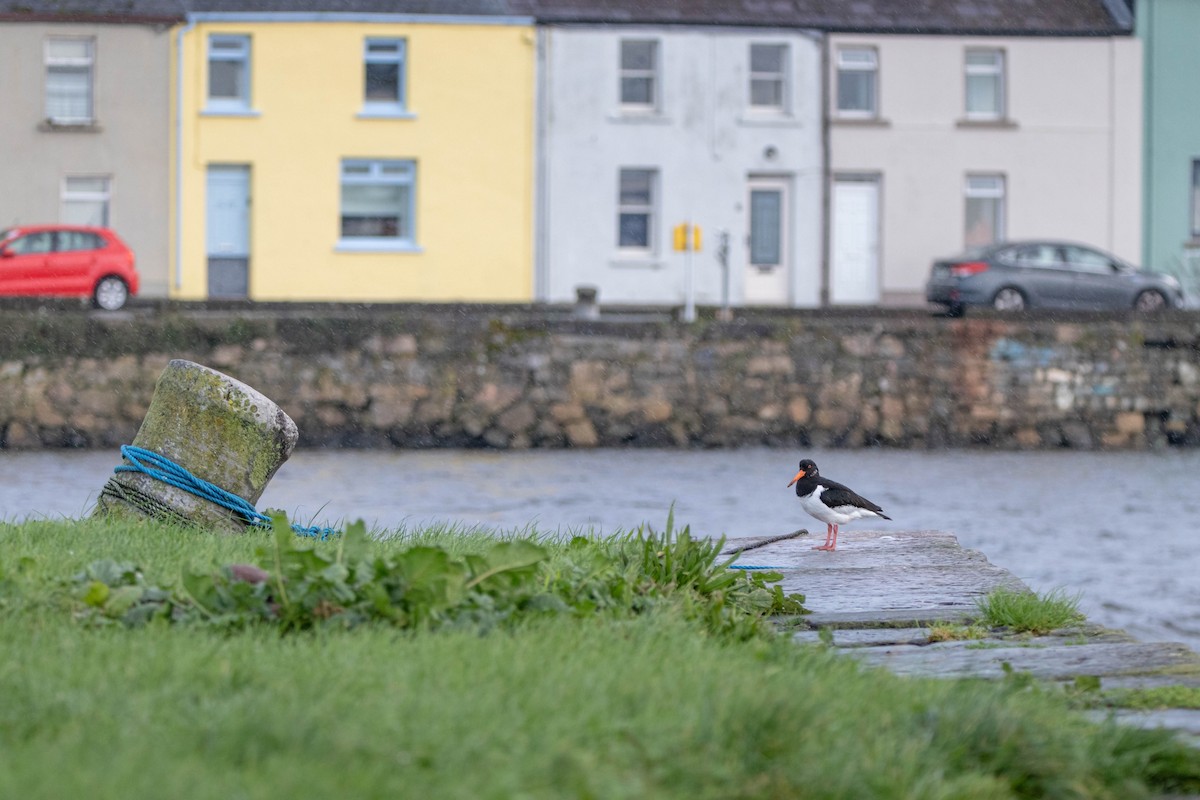 Eurasian Oystercatcher - ML646298248