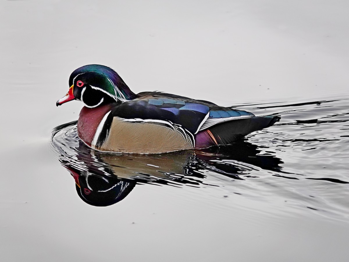 美洲鴛鴦 - ML646298250