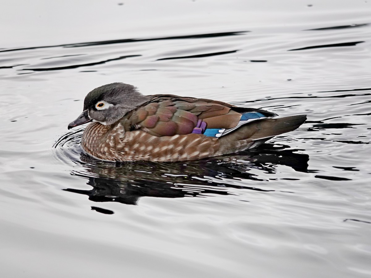 美洲鴛鴦 - ML646298251