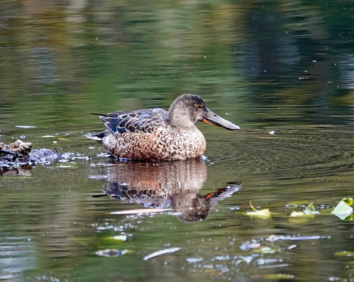 琵嘴鴨 - ML646298256