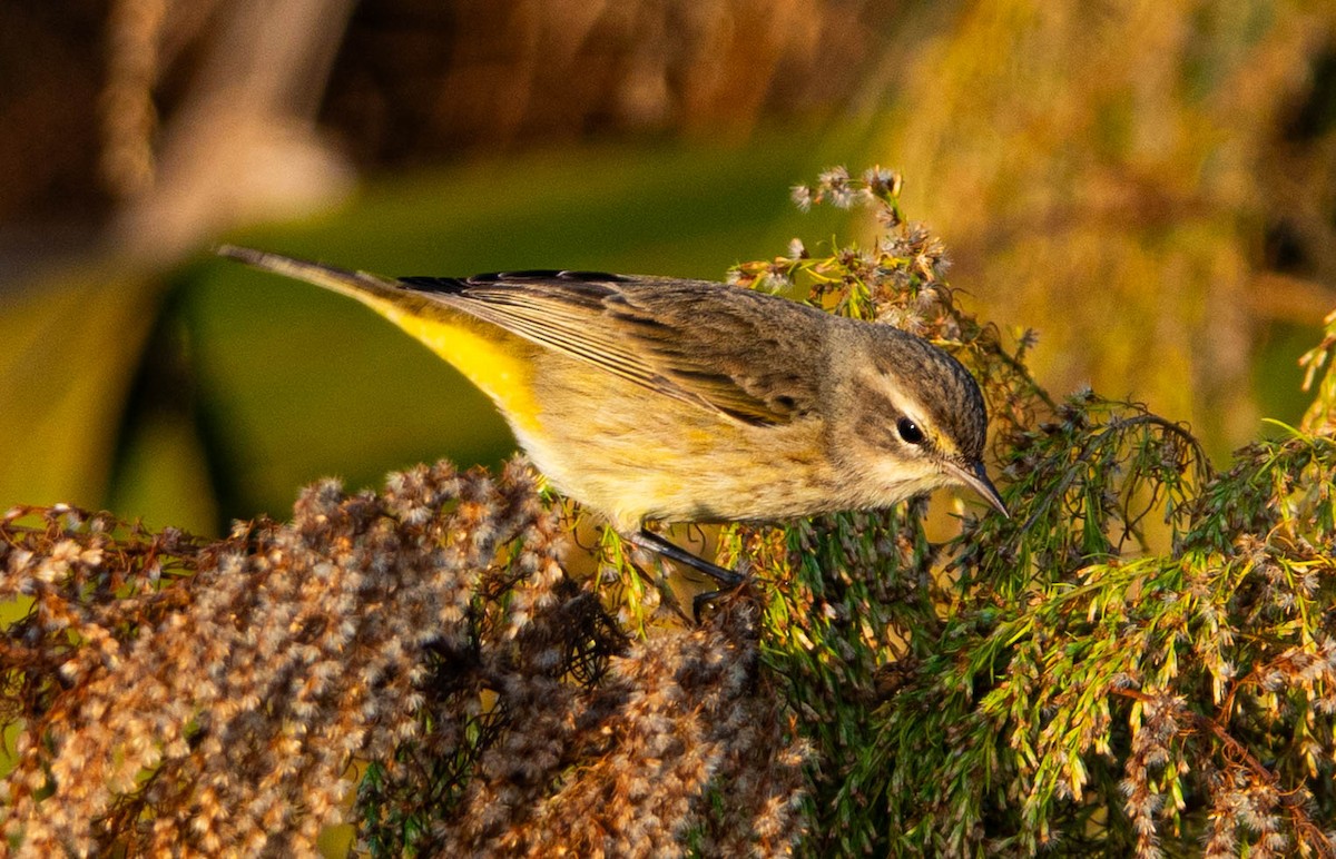 Palm Warbler - ML646298258
