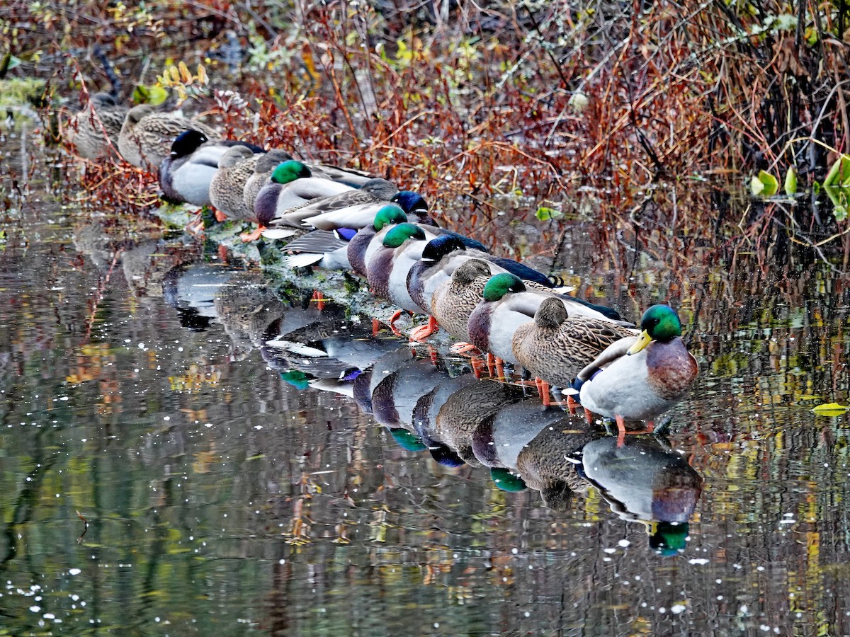 綠頭鴨 - ML646298261