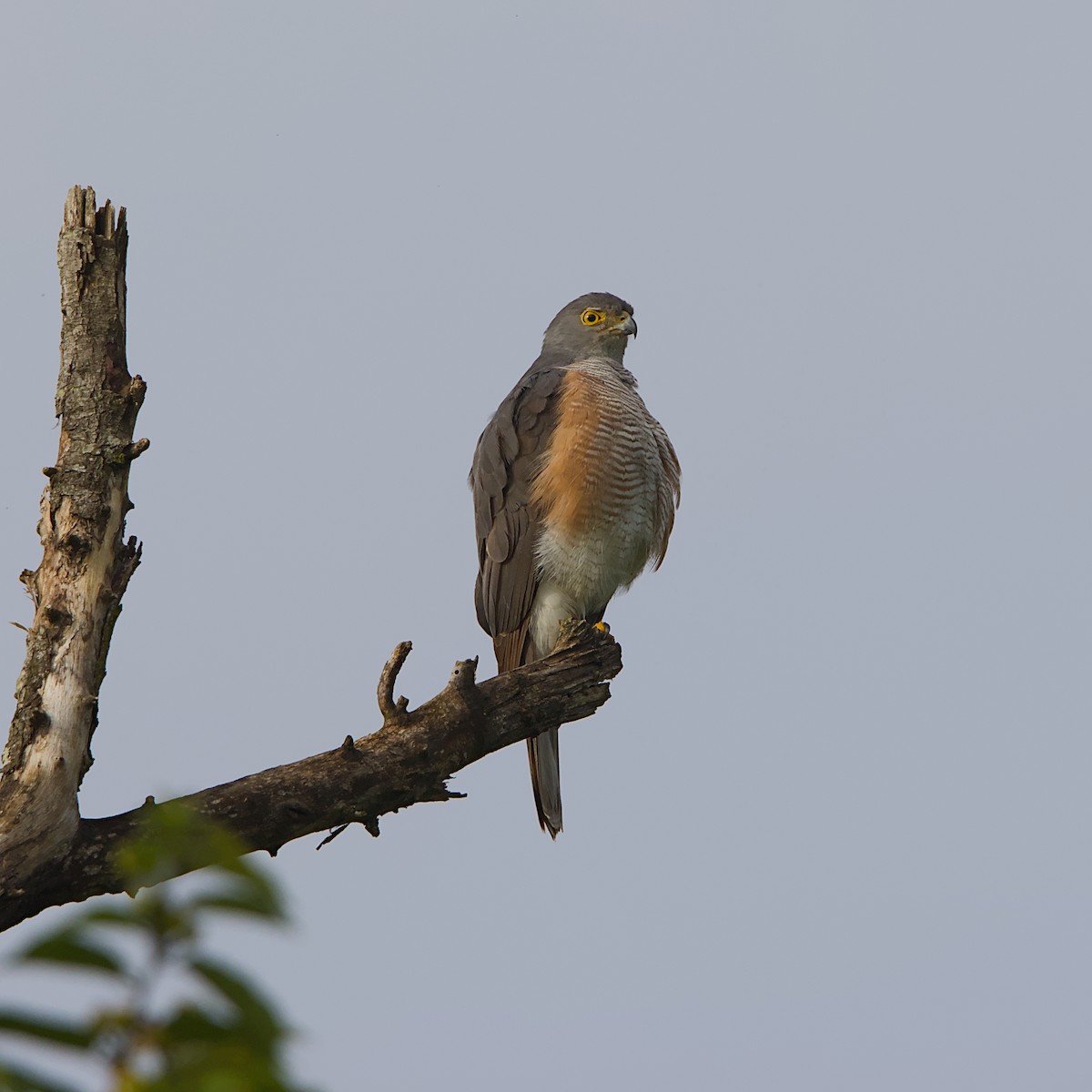 African Goshawk - ML646298263