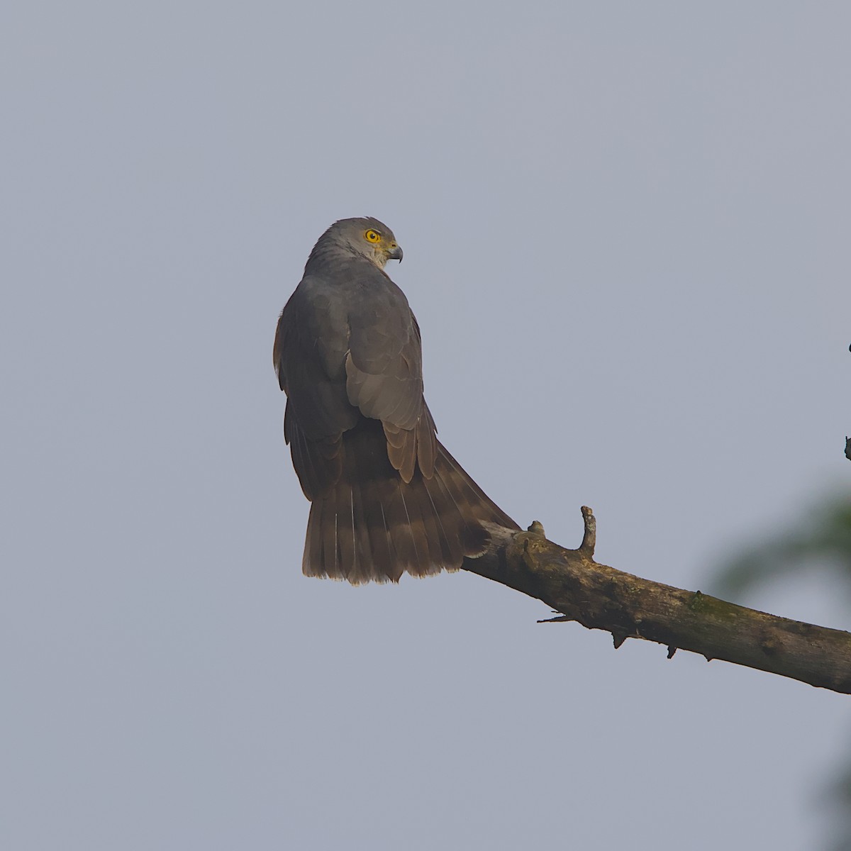 African Goshawk - ML646298264