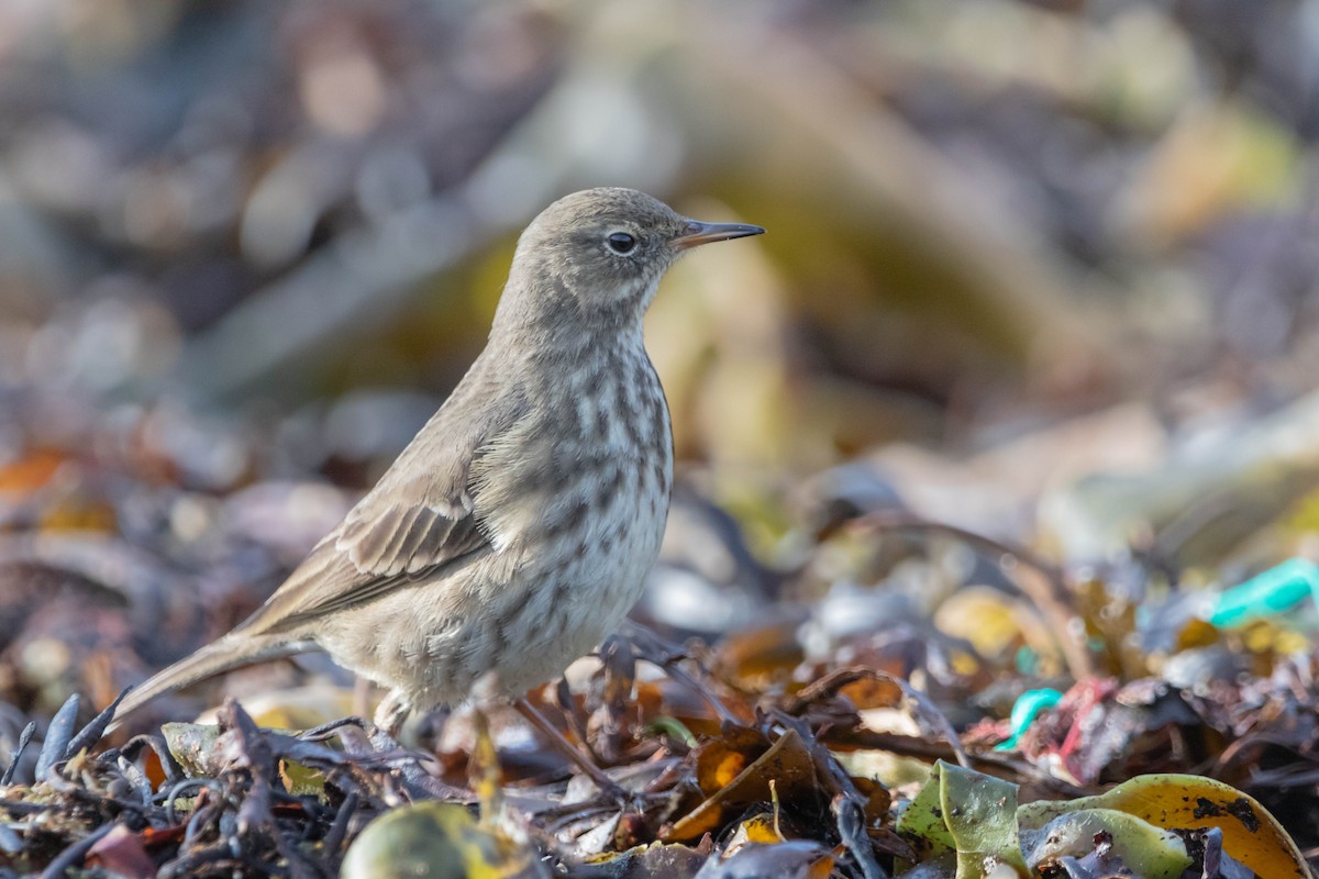 Strandpieper - ML646298265