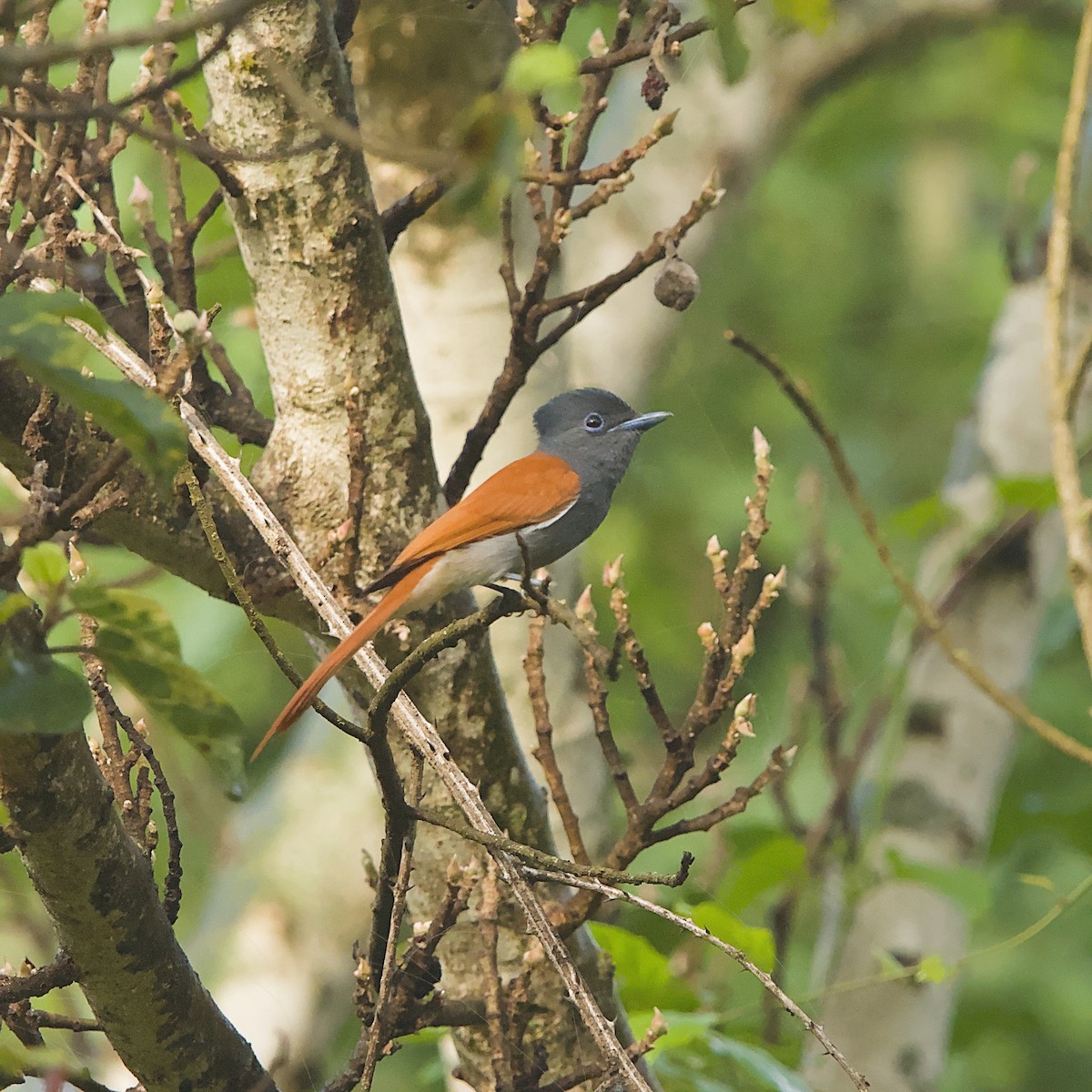 African Paradise-Flycatcher - ML646298266