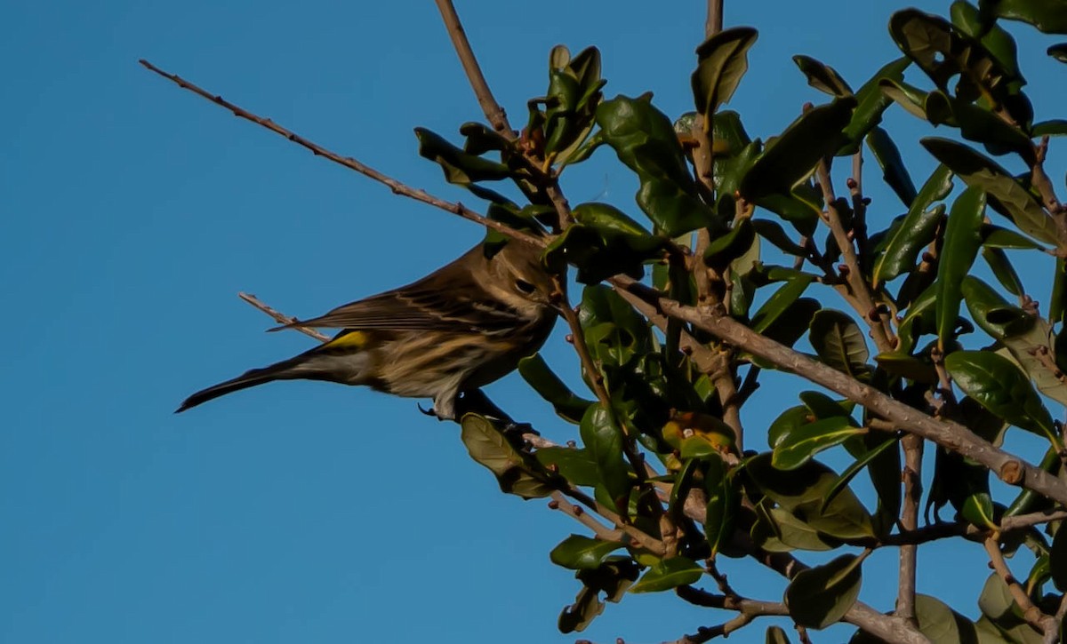 Yellow-rumped Warbler - ML646298267
