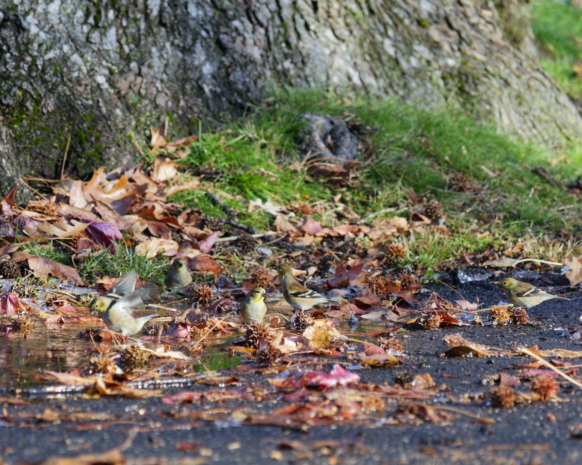 American Goldfinch - ML646298268