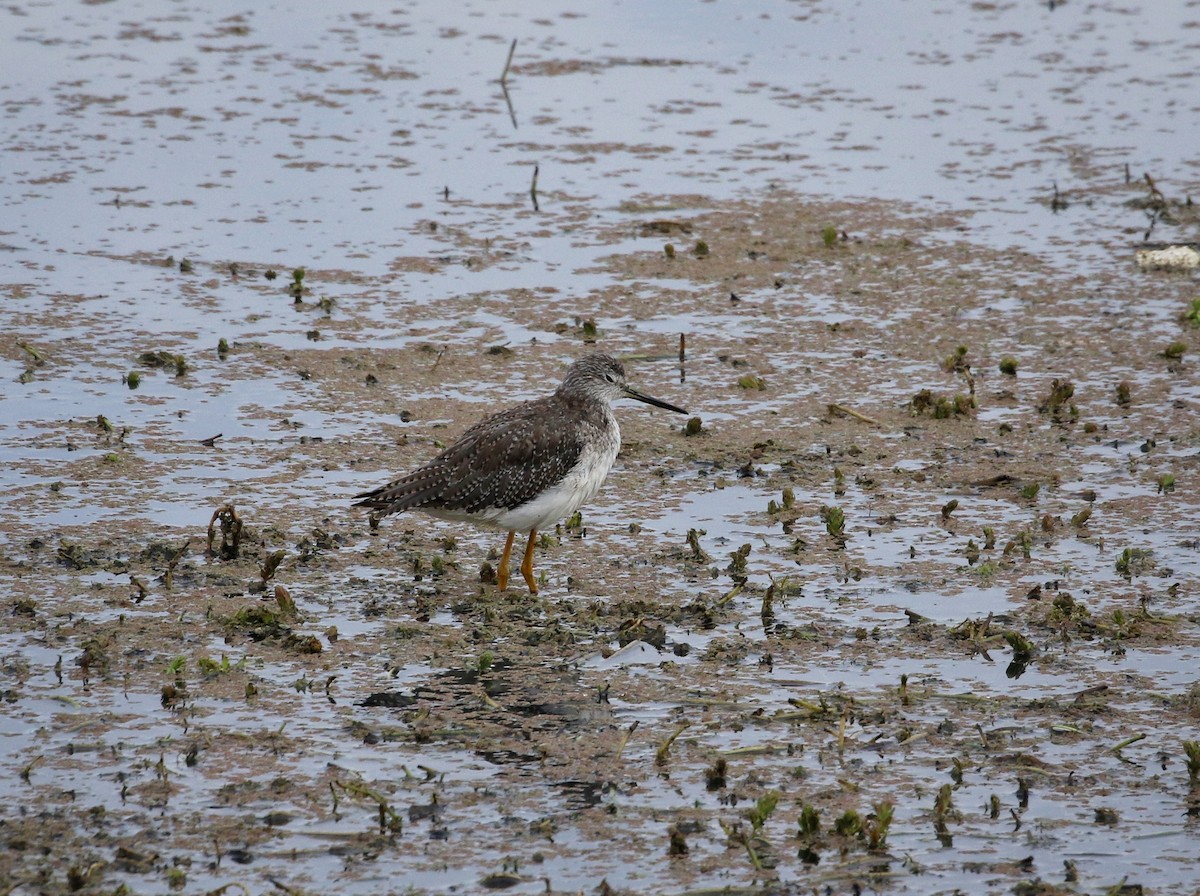 Пёстрый улит - ML646298270