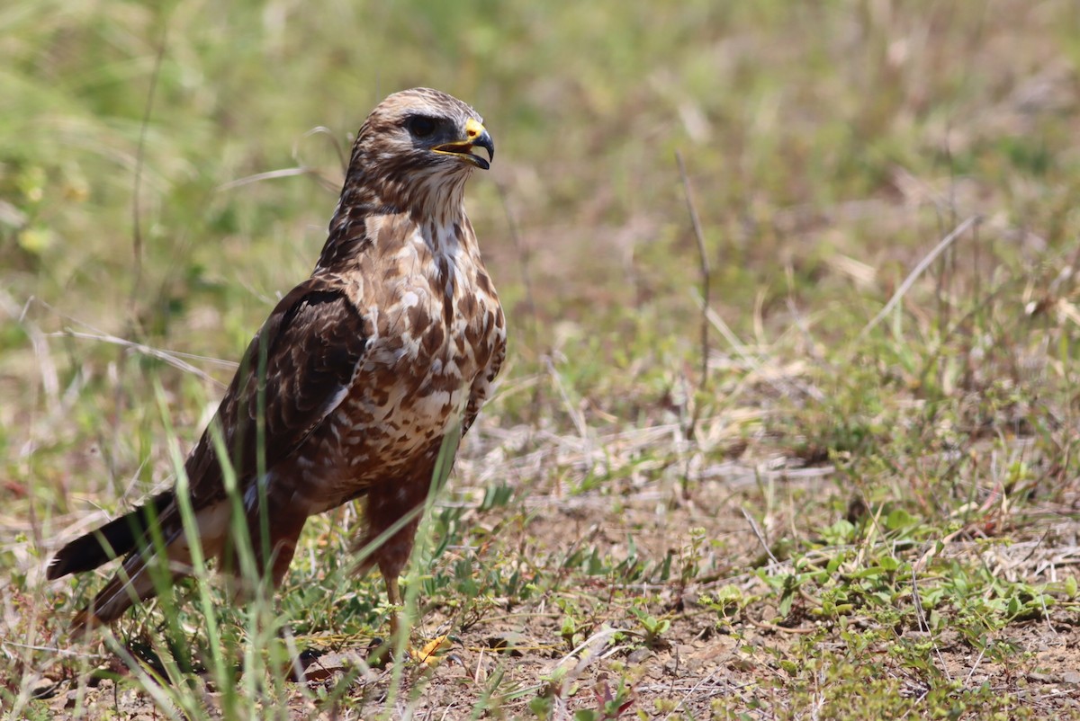 Mäusebussard (Falkenbussard) - ML646298278