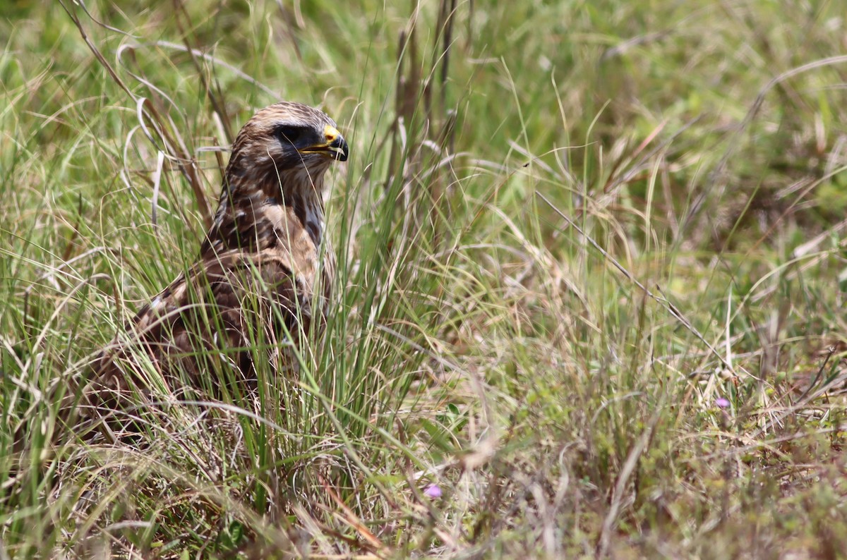 Mäusebussard (Falkenbussard) - ML646298279