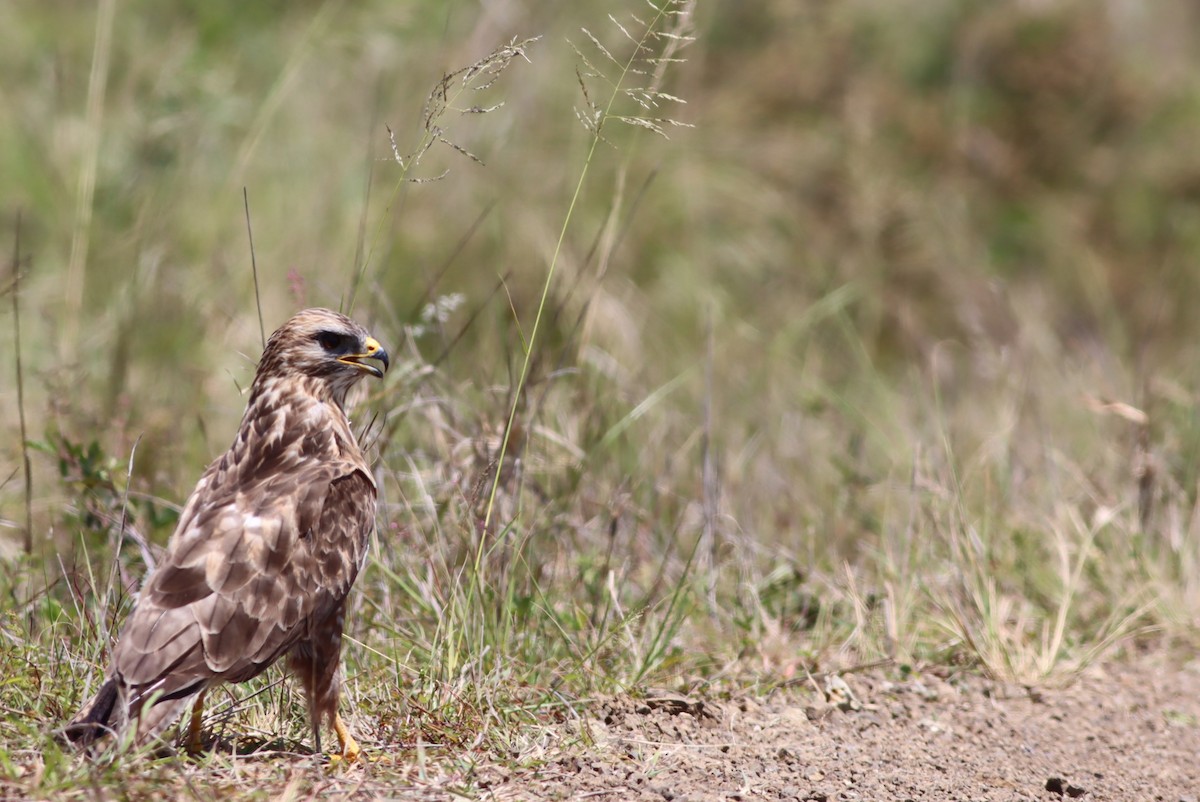Mäusebussard (Falkenbussard) - ML646298280