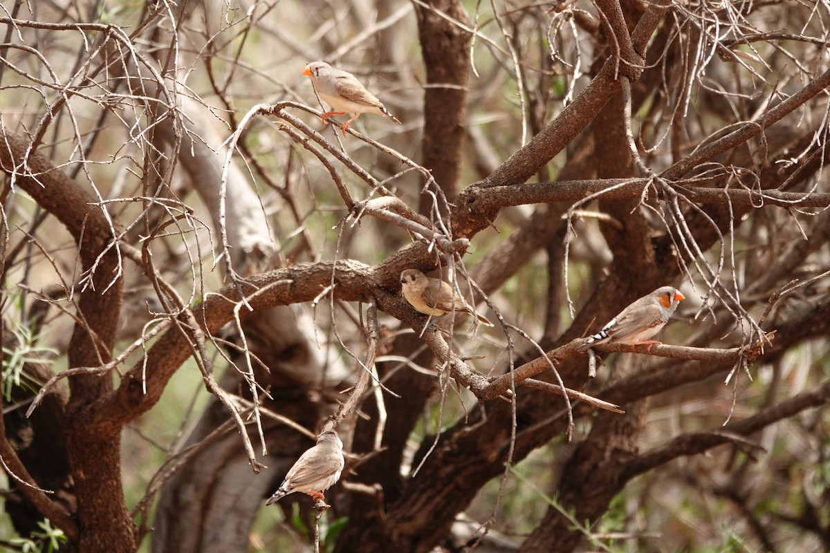 Зебровая амадина - ML646298295