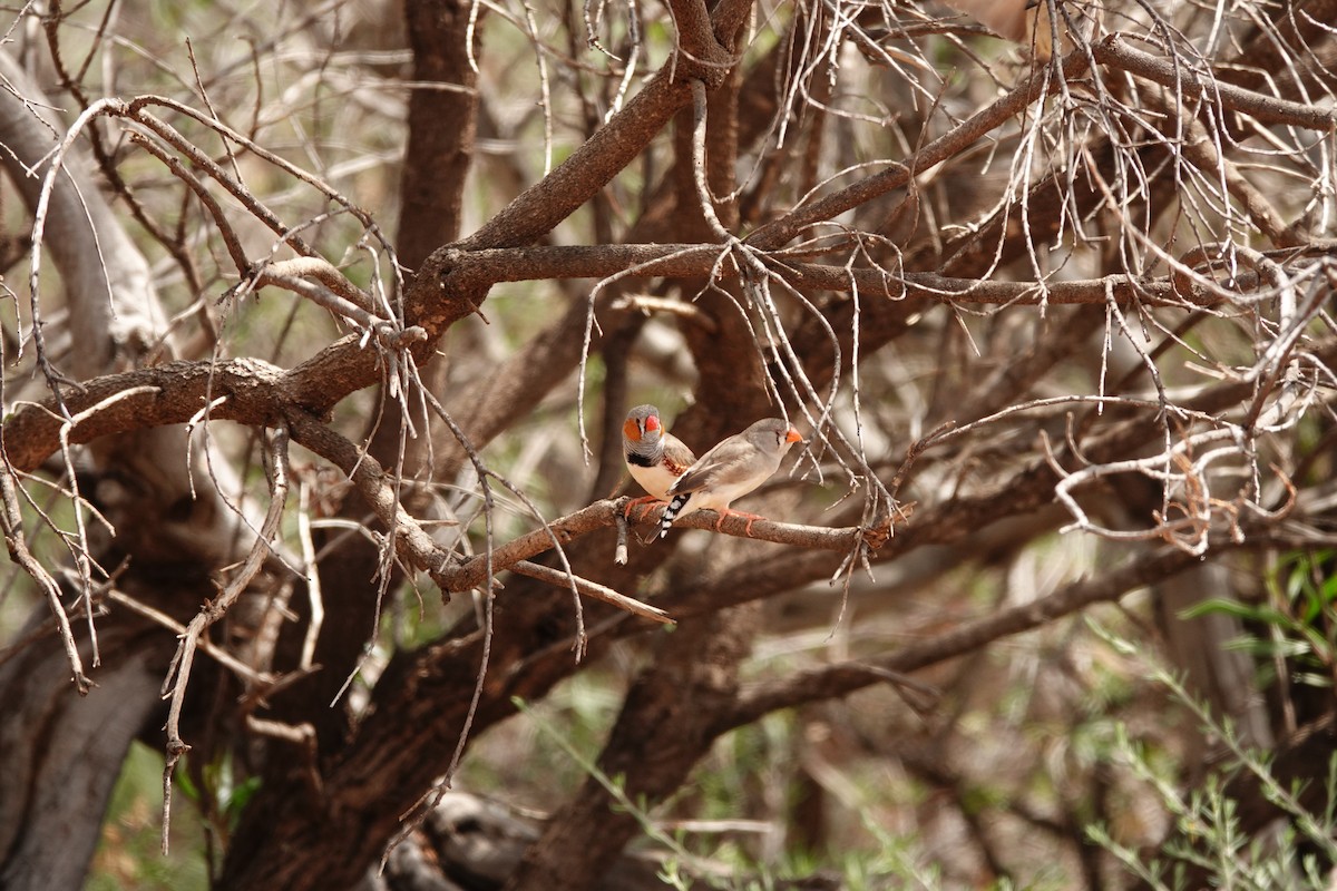 Зебровая амадина - ML646298296