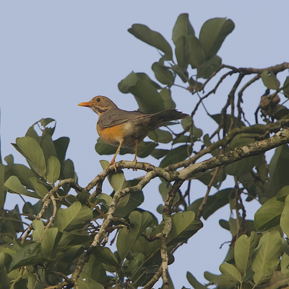 Kurrichane Thrush - ML646298298