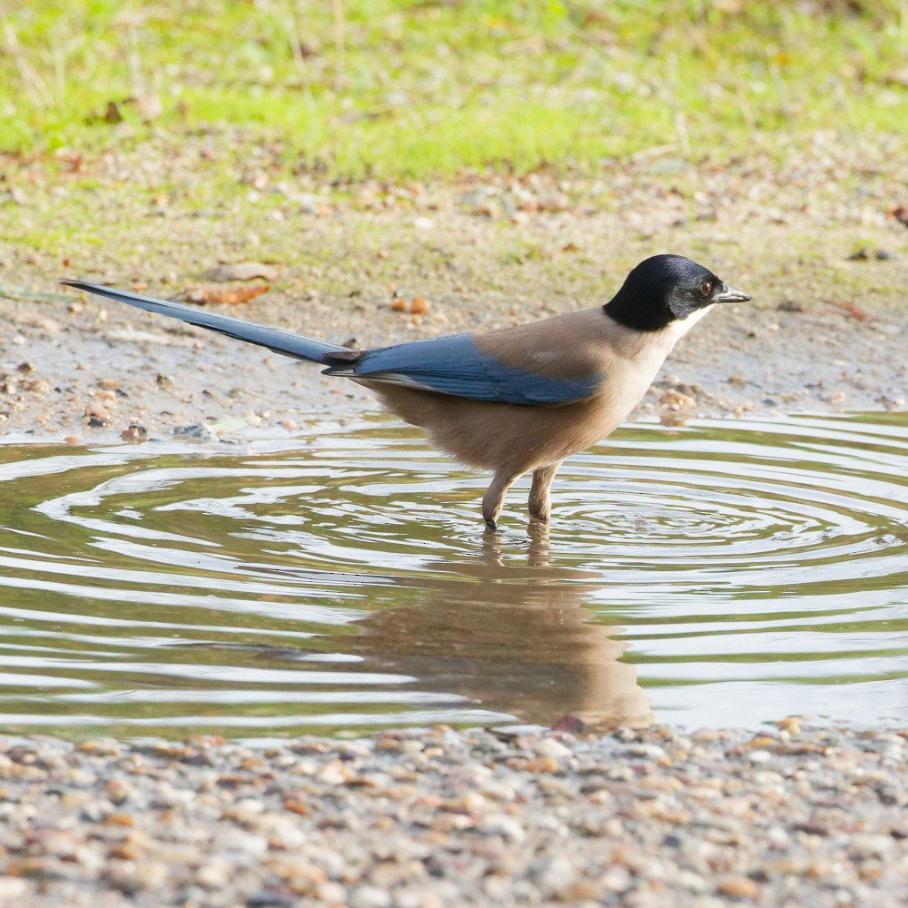 Иберийская сорока - ML646298299