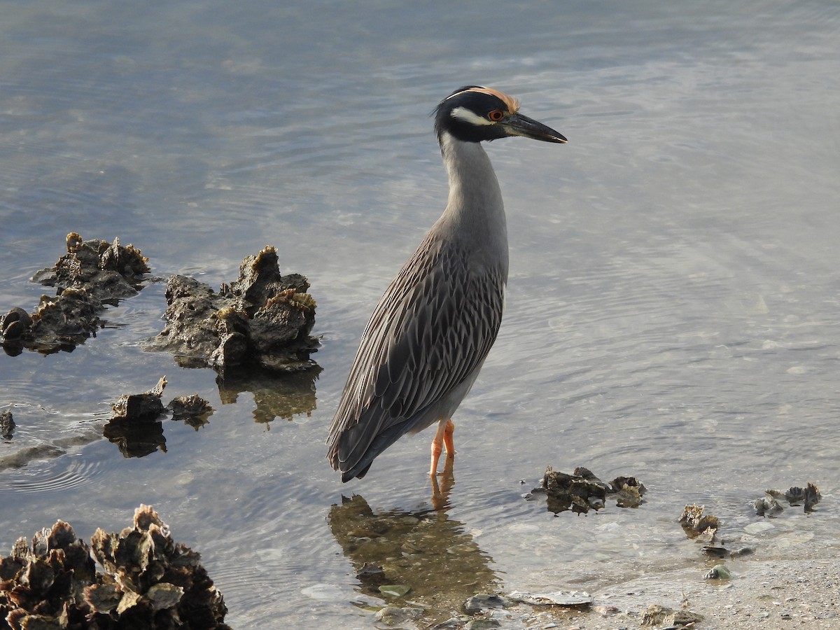 Крабовая кваква - ML646298300