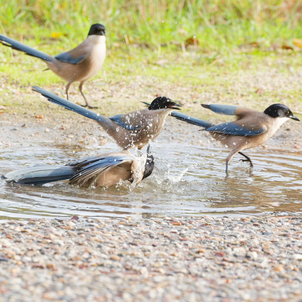 Иберийская сорока - ML646298303