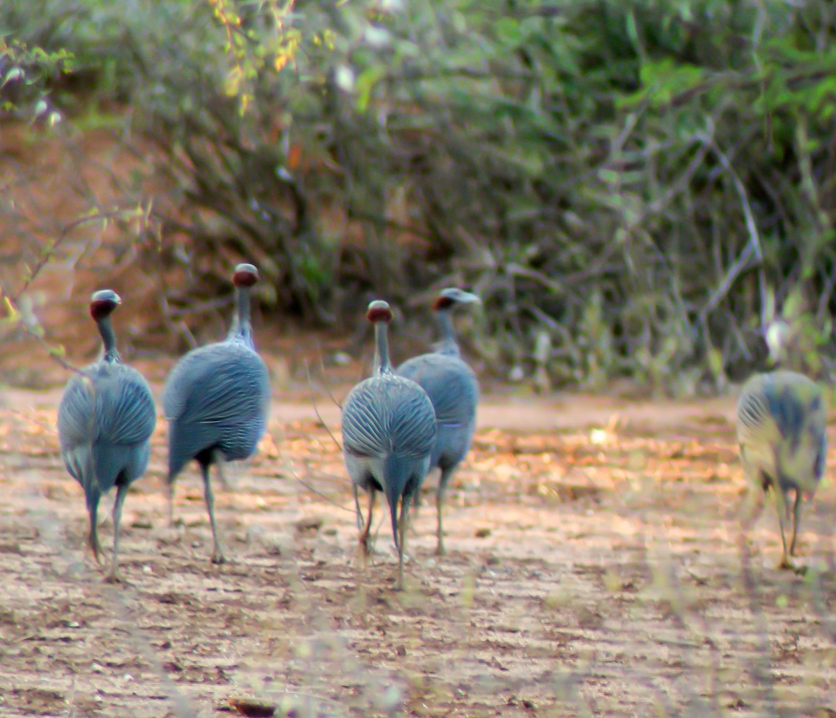 Грифовая цесарка - ML646298305