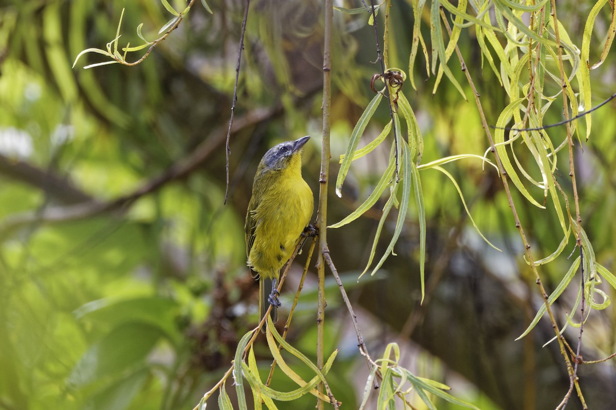 Светлобровая пипира - ML646298306