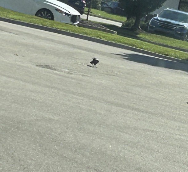 Американская ворона - ML646298307