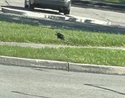 Американская ворона - ML646298308