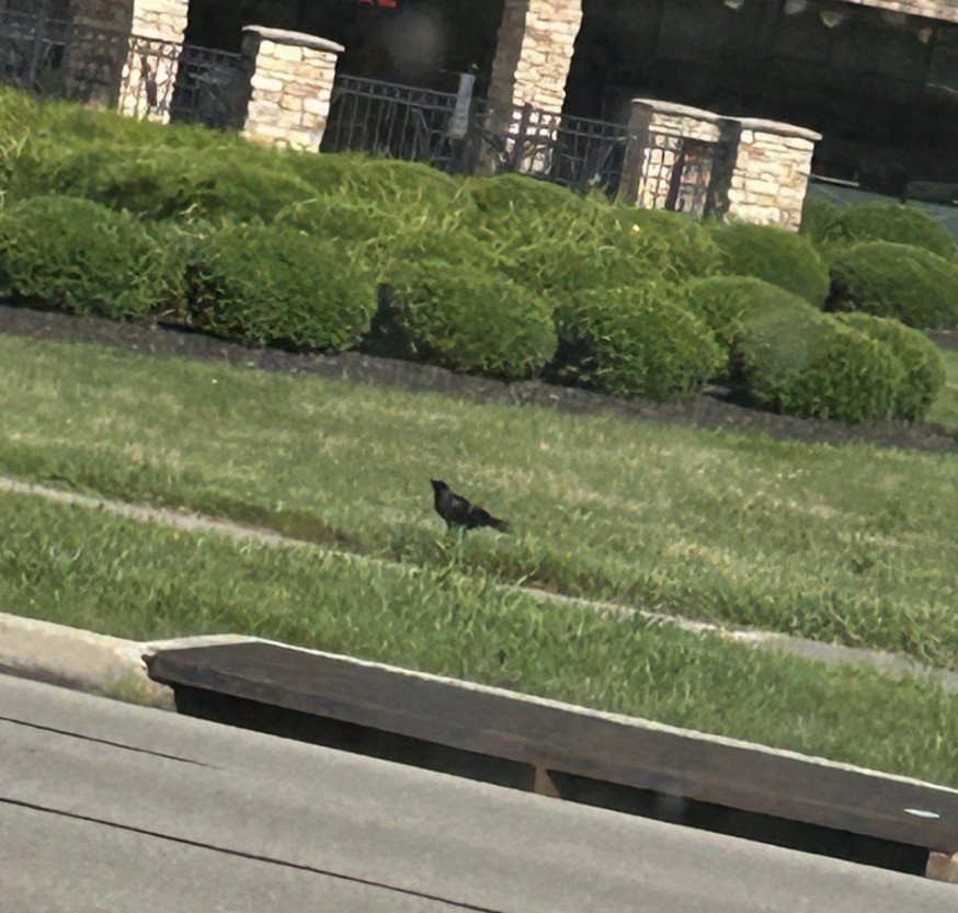 Американская ворона - ML646298309