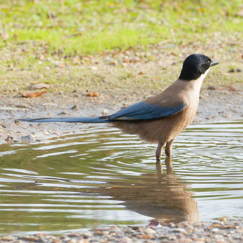 Иберийская сорока - ML646298310