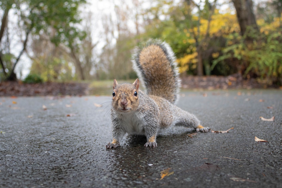 Eastern Gray Squirrel - ML646298311