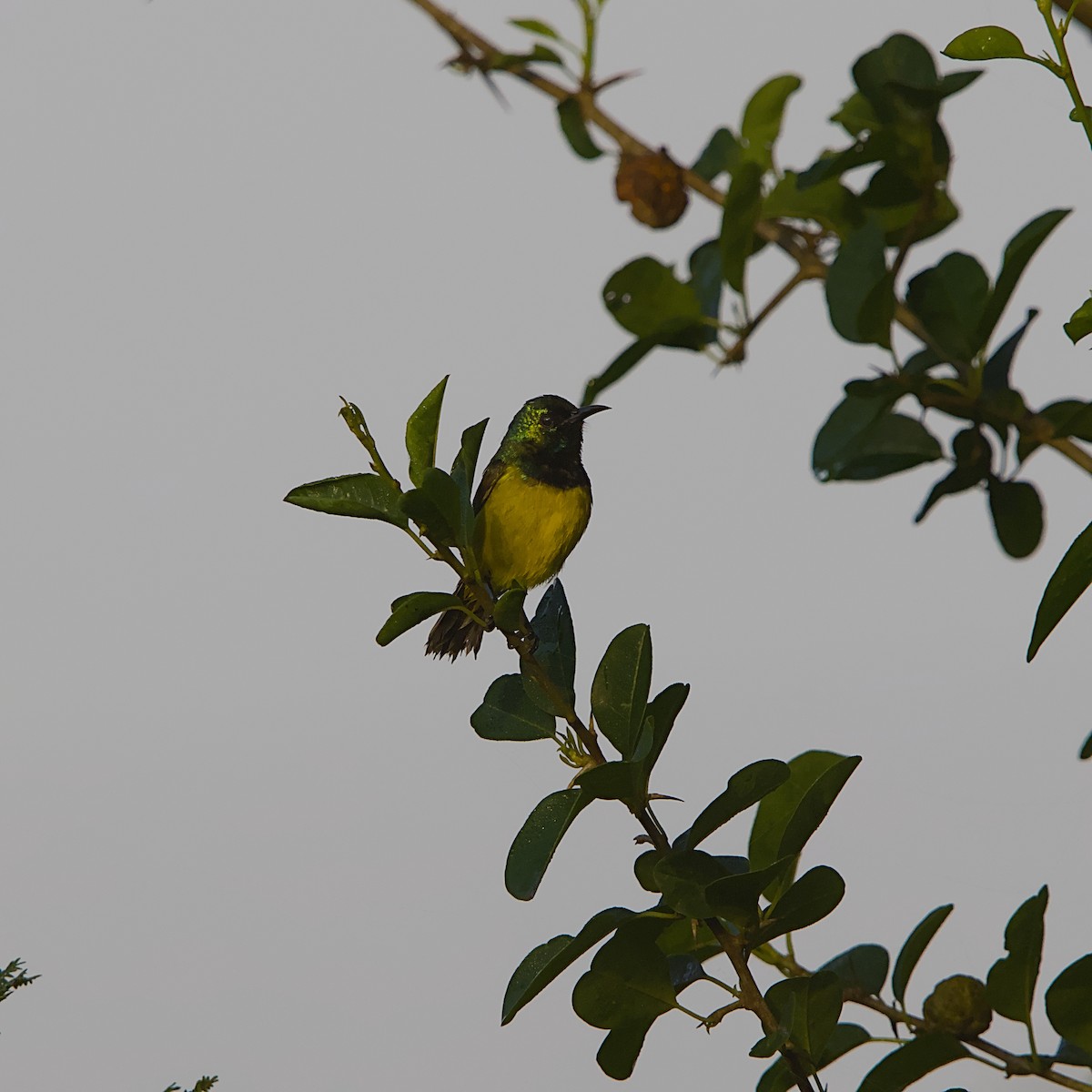 Kolyeli Nektarkuşu - ML646298312