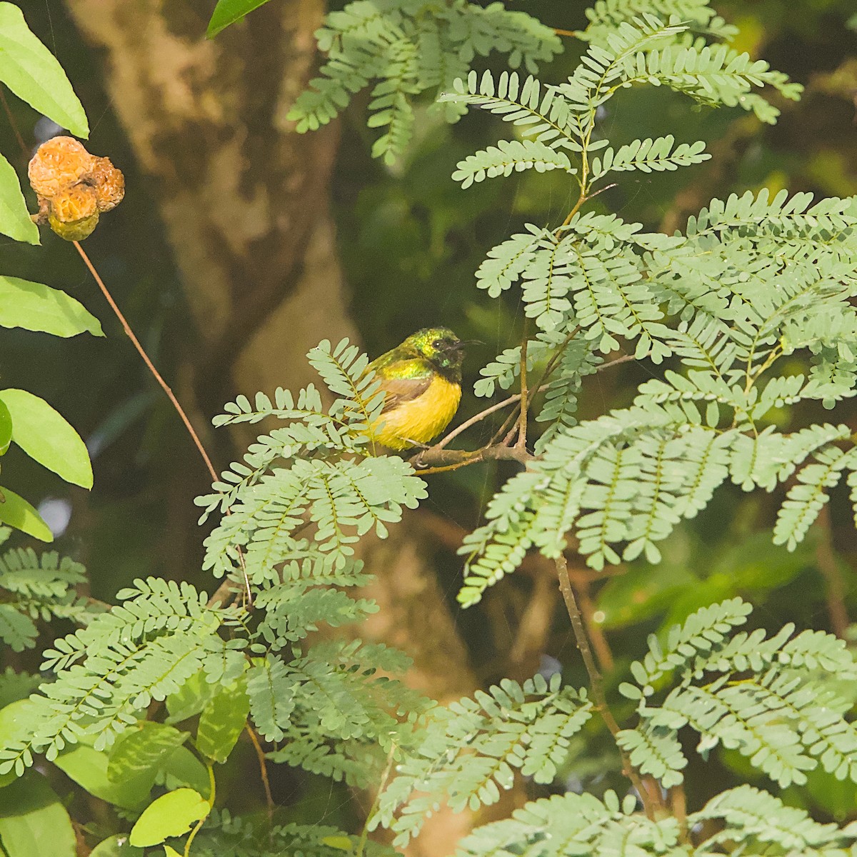 Kolyeli Nektarkuşu - ML646298313