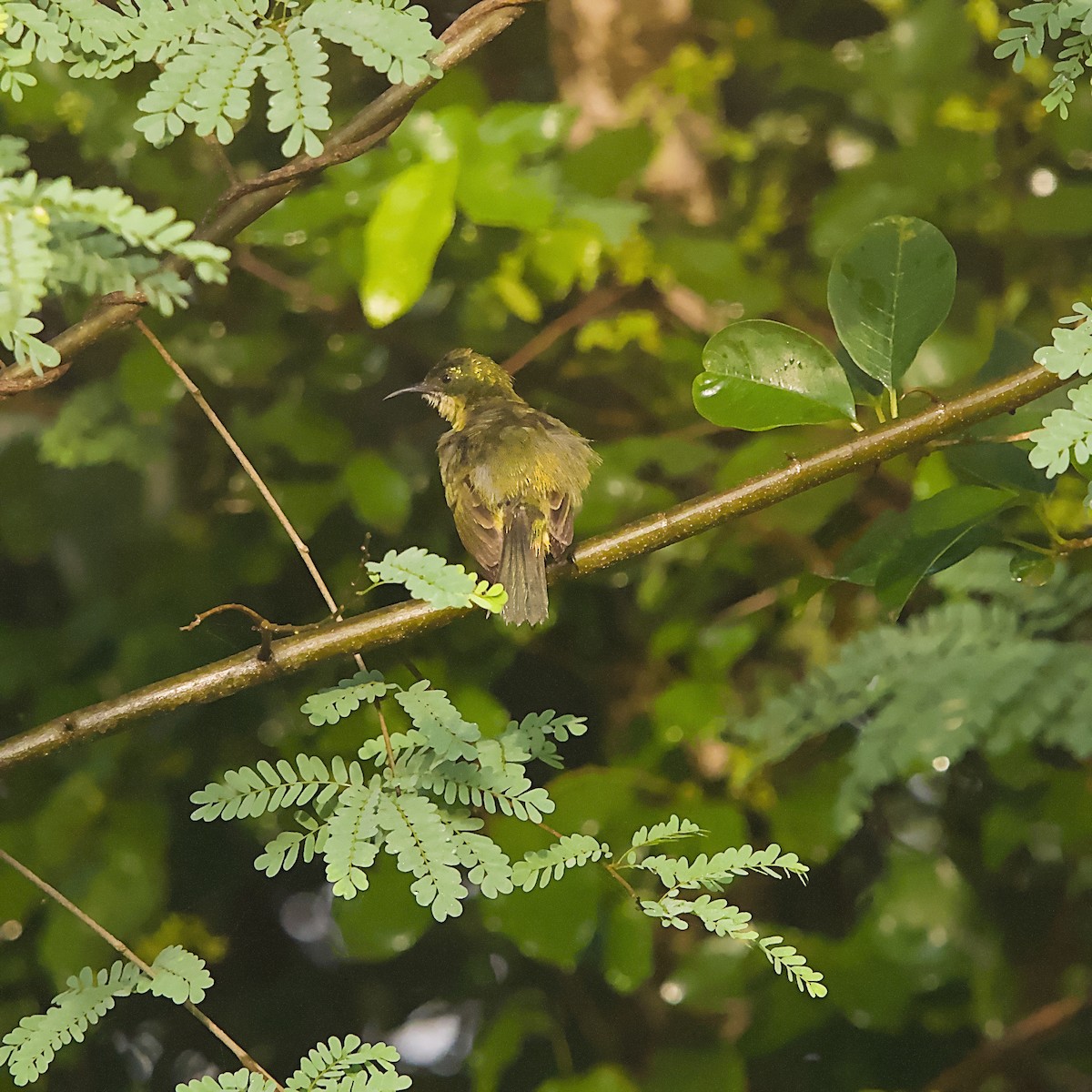 Kolyeli Nektarkuşu - ML646298314