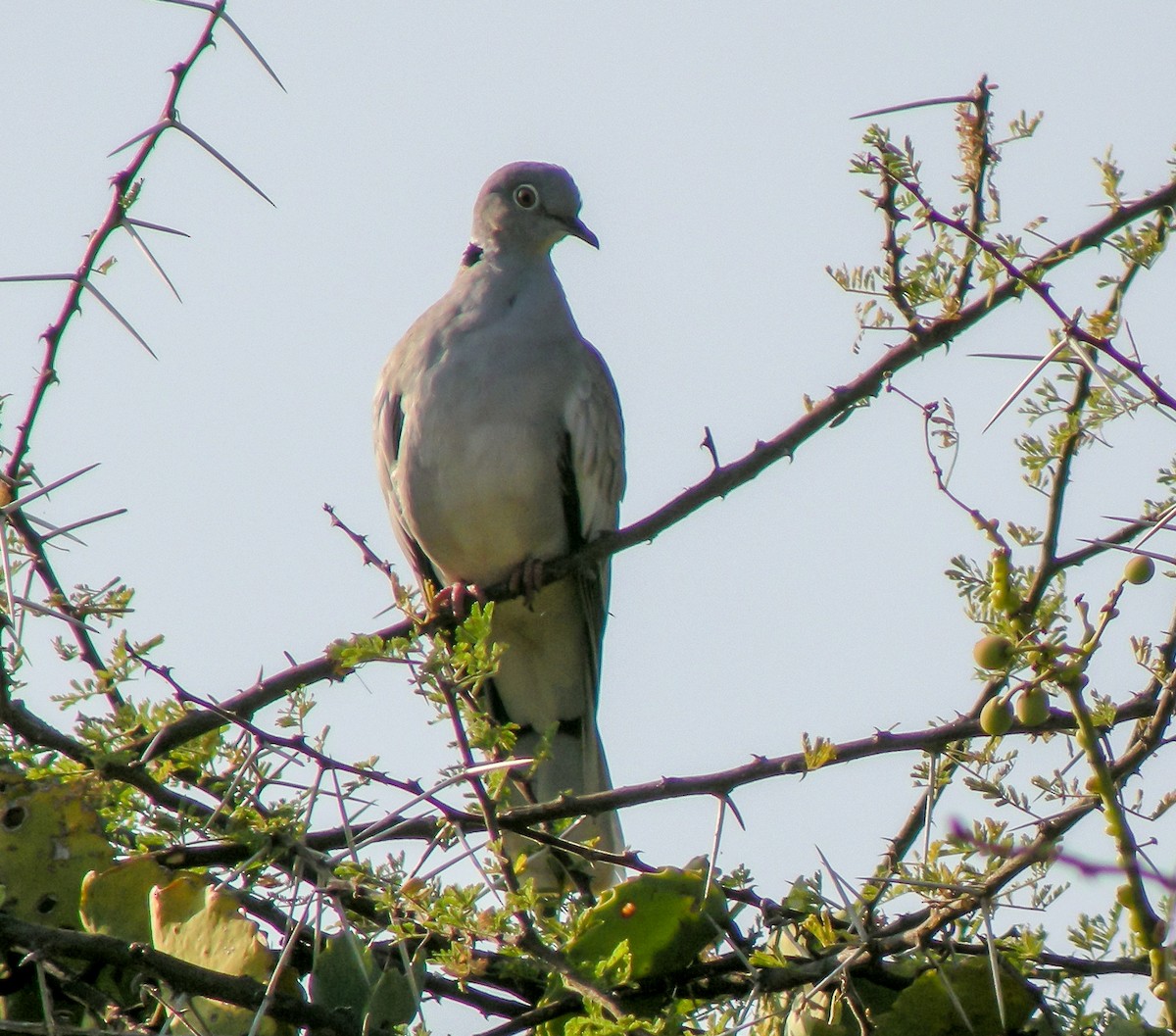 Серебристокрылая горлица - ML646298315