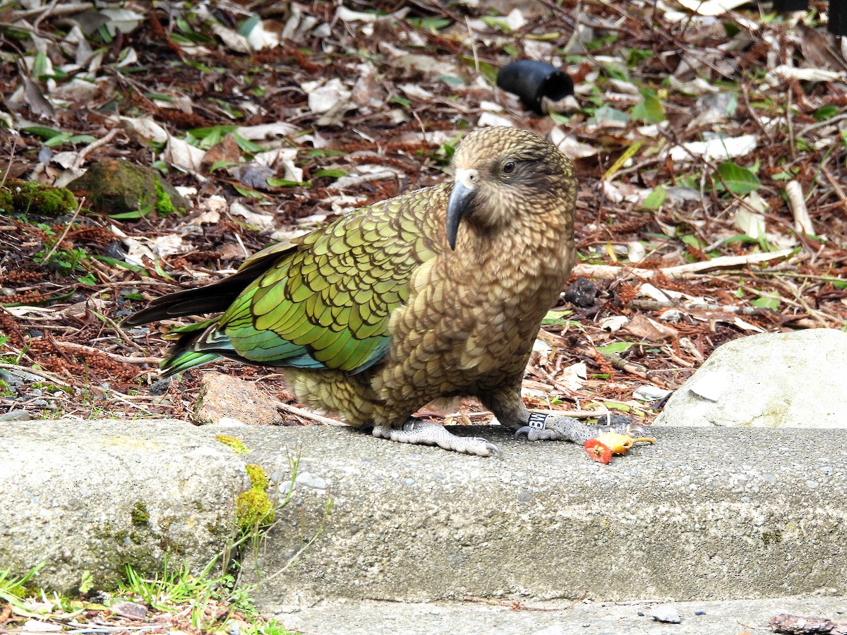 Кеа - ML646298316