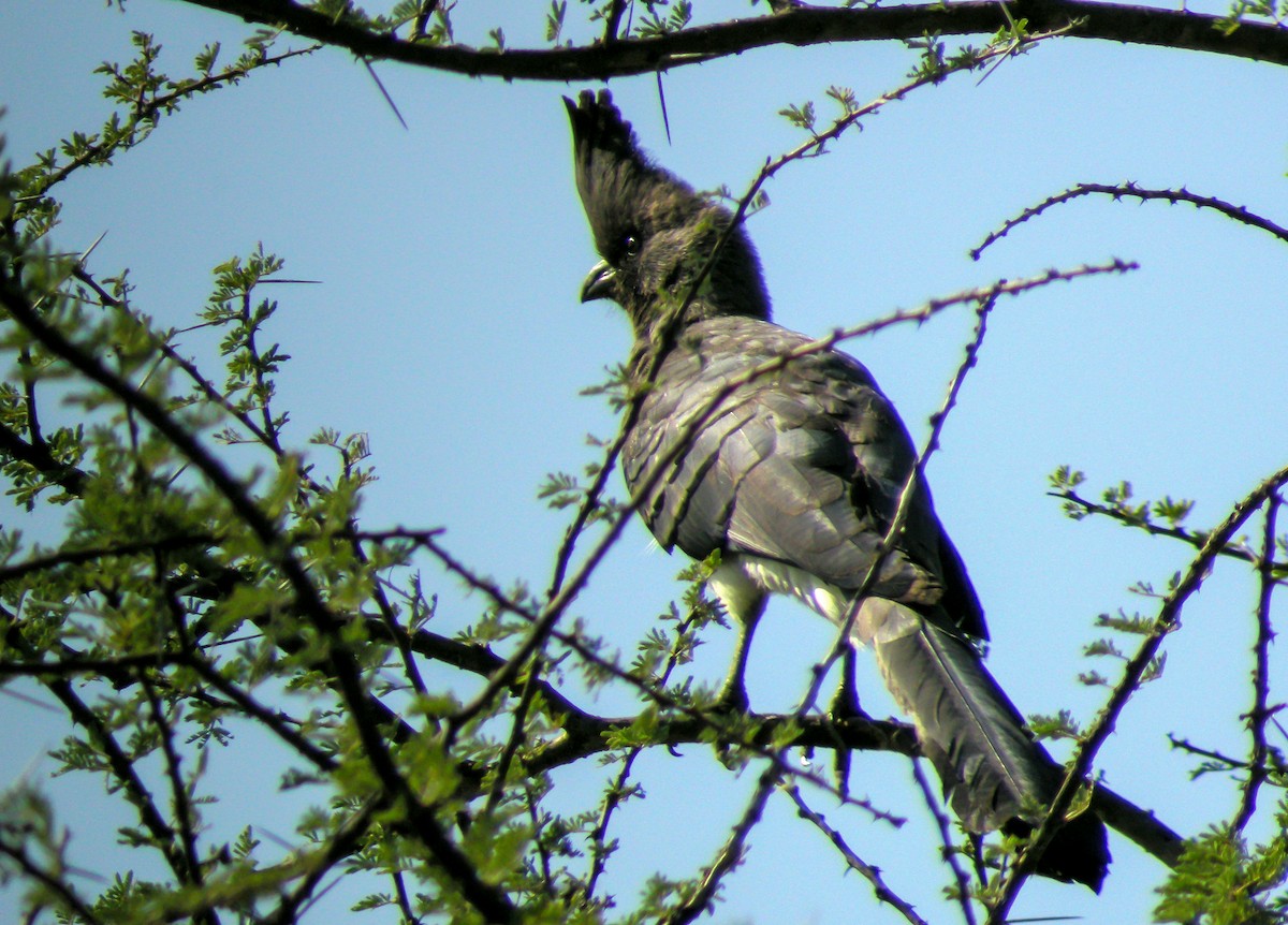 Белобрюхий бананоед - ML646298319