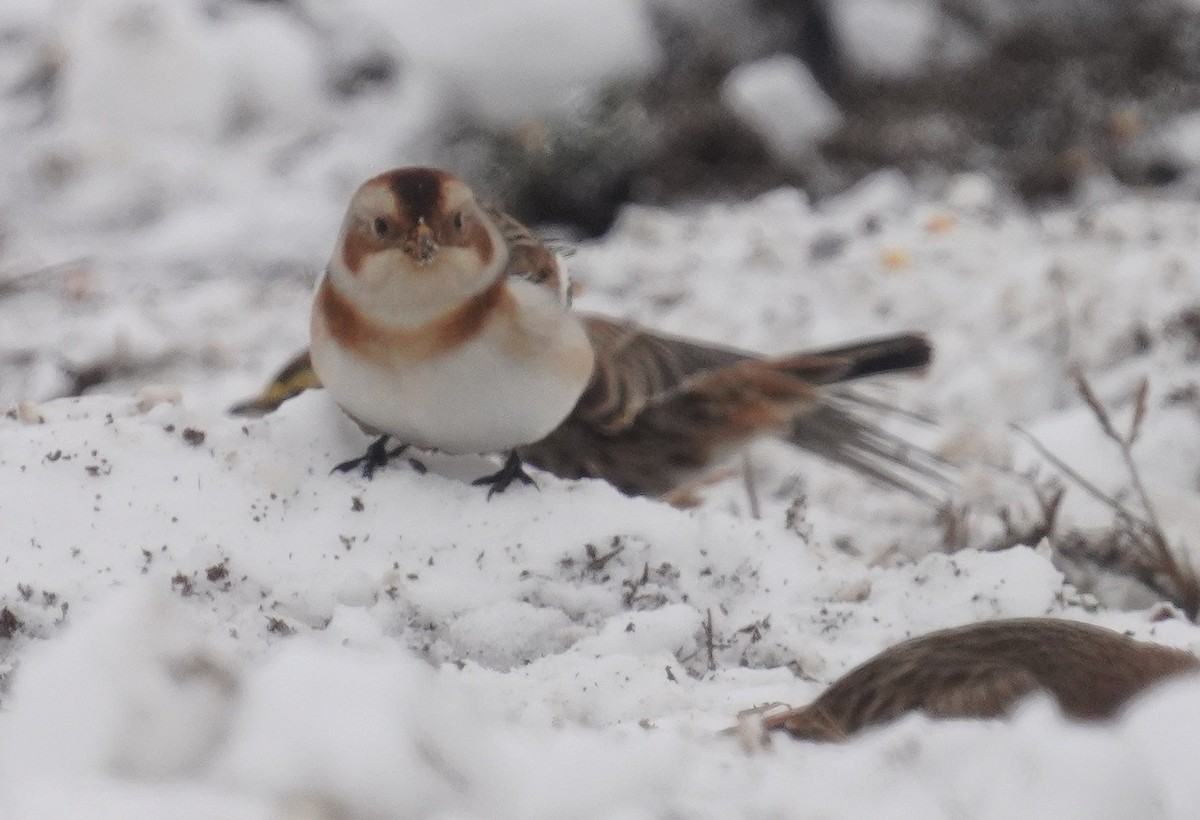 Пуночка - ML646298320