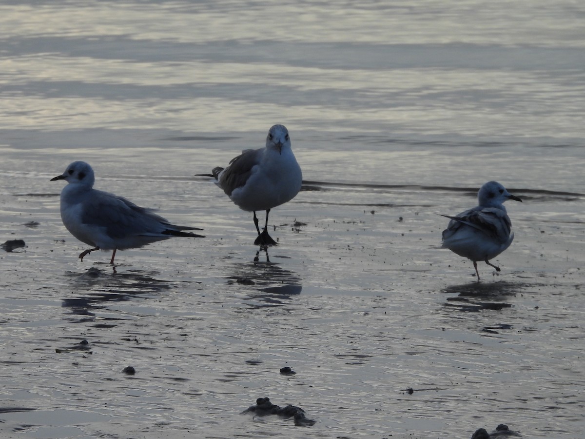 Бонапартова чайка - ML646298322