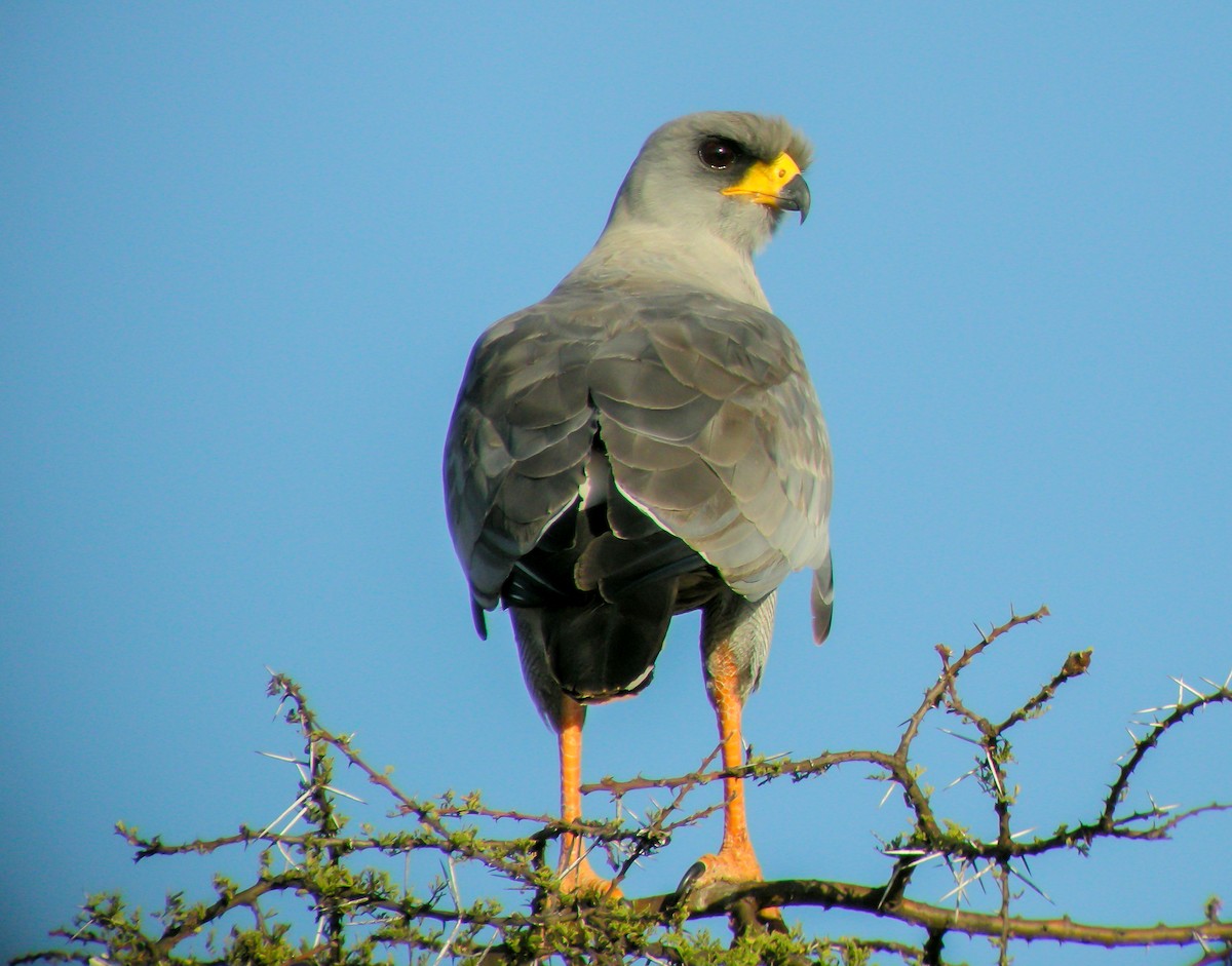 Серый певчий ястреб - ML646298323