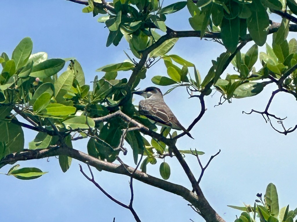 Серый тиранн - ML646298324